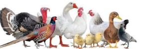 Poultry1