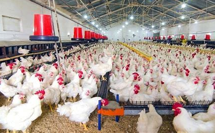 Poultry2