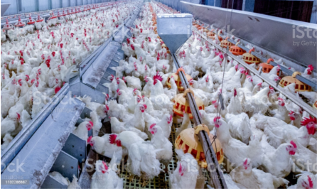 Poultry3